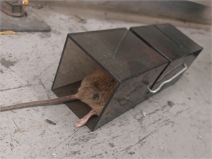 Mice in Mechanical Trap