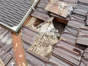 Wasp Nest in Roof