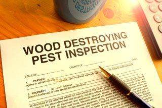 borer pest inspection