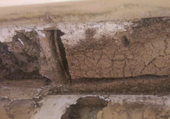 Termite damage inside brick foundation