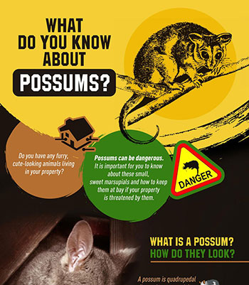 What do you know about possums?