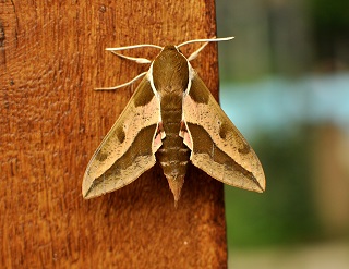 Spurge hawk moth