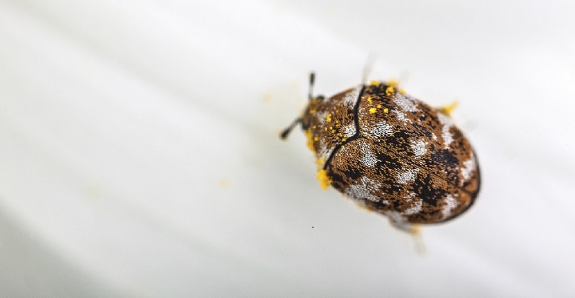 Early Signs of the Carpet Beetle Infestation in Your Home