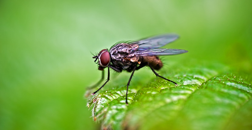 Indoor House Fly Control Made Easy With These 5 Hacks