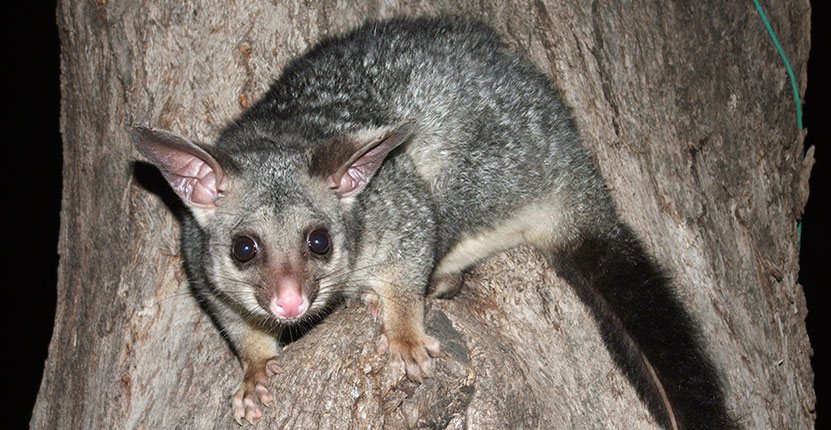 Why Do Dogs Hate Possums 