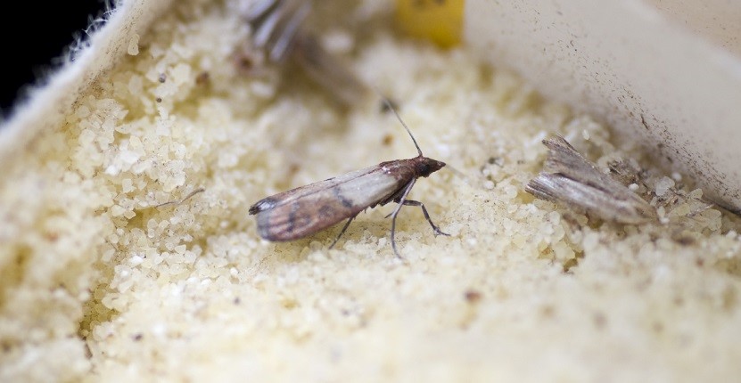 How to Control a Pantry Moth Infestation