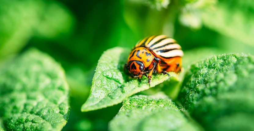 12 Ways to Naturally Prevent Garden Pests