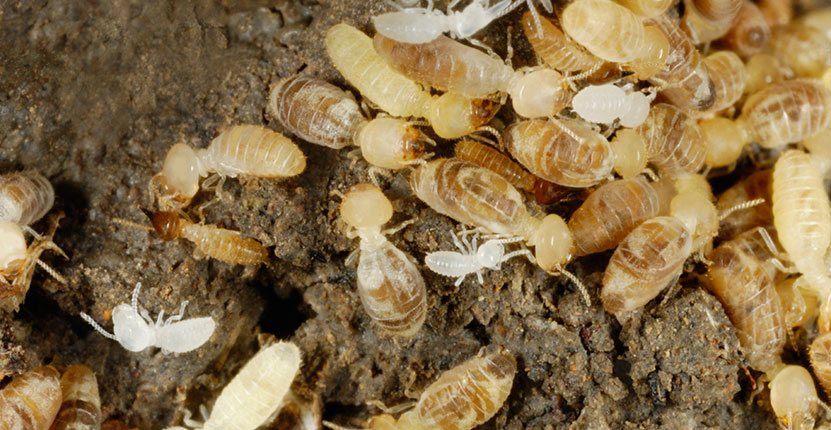 You'll Need this Advice when You Fight-Back Against Termites