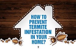 Get Rid of Termites through Professional Termite Treatment