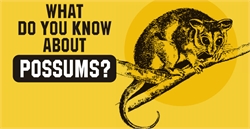 What Do You Know About Possums?