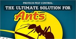 Protech Pest Control: The Ultimate Solution for Ants