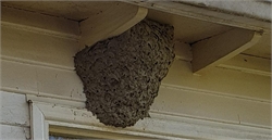 Insects Nests: How to Identify and Remove?