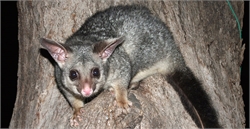 Effective Solutions to Keep Possums Away from Your Home