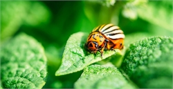 12 Ways to Naturally Prevent Garden Pests