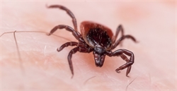 An Ultimate Guide for Tick Infestations