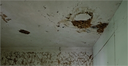 Advantages of Frequent Home & Commercial Mold Inspections
