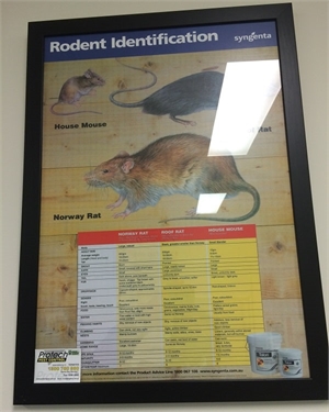 Rodent Identification