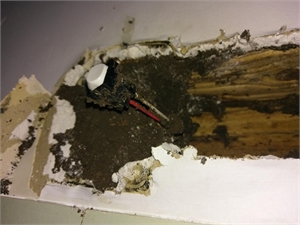 Termites Damaged the Power Switch