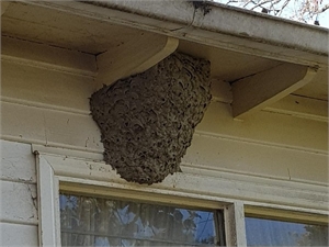Wasp Nest under the Eaves