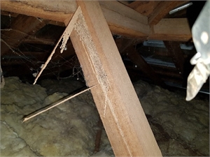 Termite Damage in Roofing Timbers