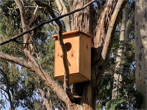 Possum Box in Tree