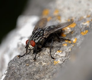 Flesh fly