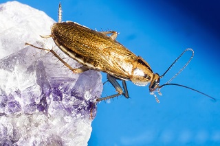 How to Spot a German Roach Infestation and How to Get Rid of Them?