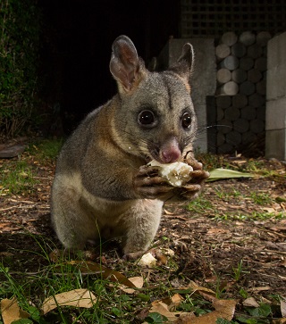 Possum at Night