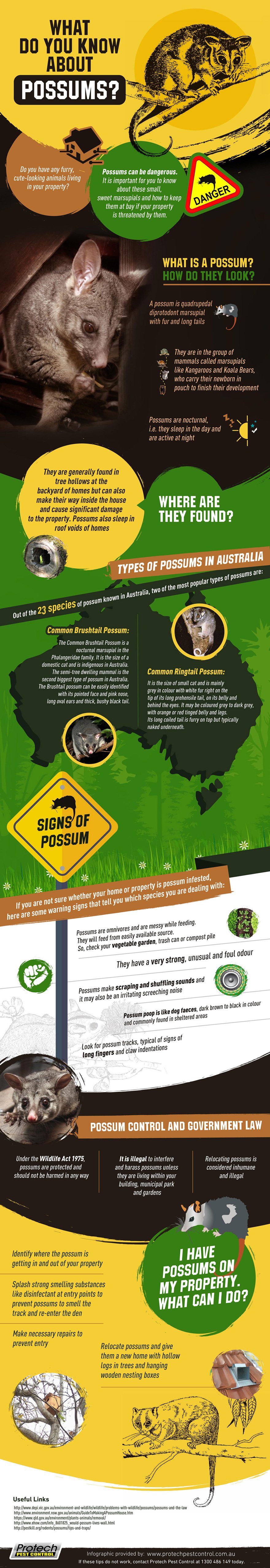 Possums Infographic