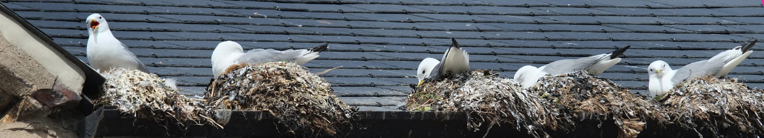 Seagulls Nest