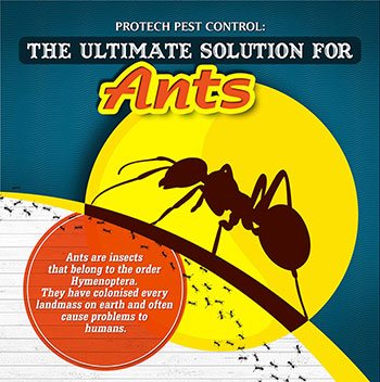 The Ultimate Solution for Ants
