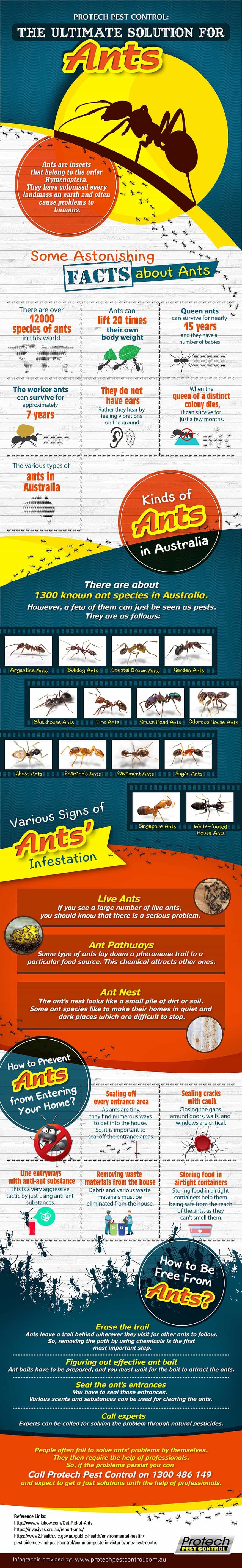 Ant Infographic