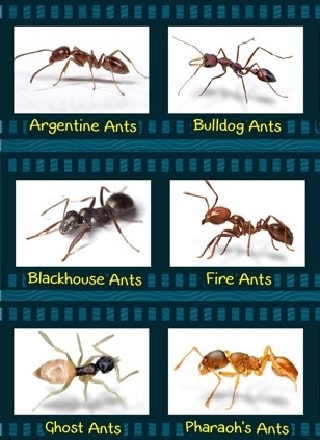 are bulldog ants the only australian ant species