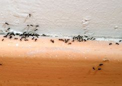 Ants removal in house