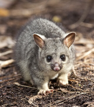 Brushtail Possum