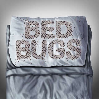 Bed Bug Infestation