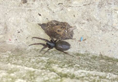 Common Black house Spider