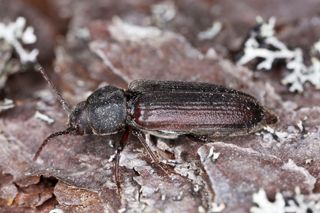 black spruce borer on wood