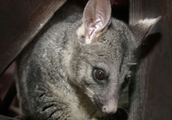 Brushtail Possum