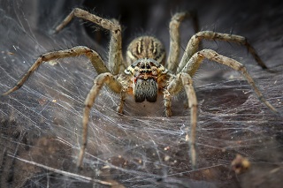 Funnel spider