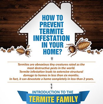 Get Rid of Termites