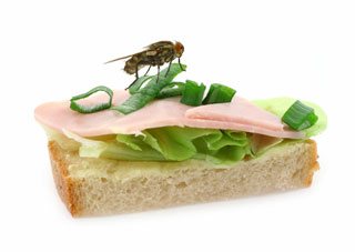 home fly sitting on delicious ham sandwich