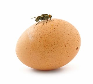 house fly sitting on egg