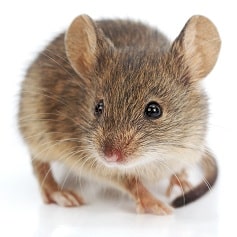 House Mouse