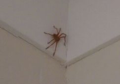 Huntsman Spider in House