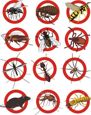 Insects Control Melbourne