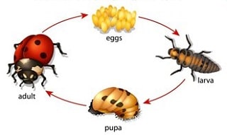 Lifecycle of beetle