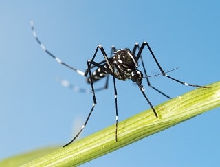 Mosquito Control Melbourne
