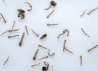 Mosquito Larva