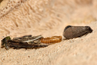 Moth with exuvium